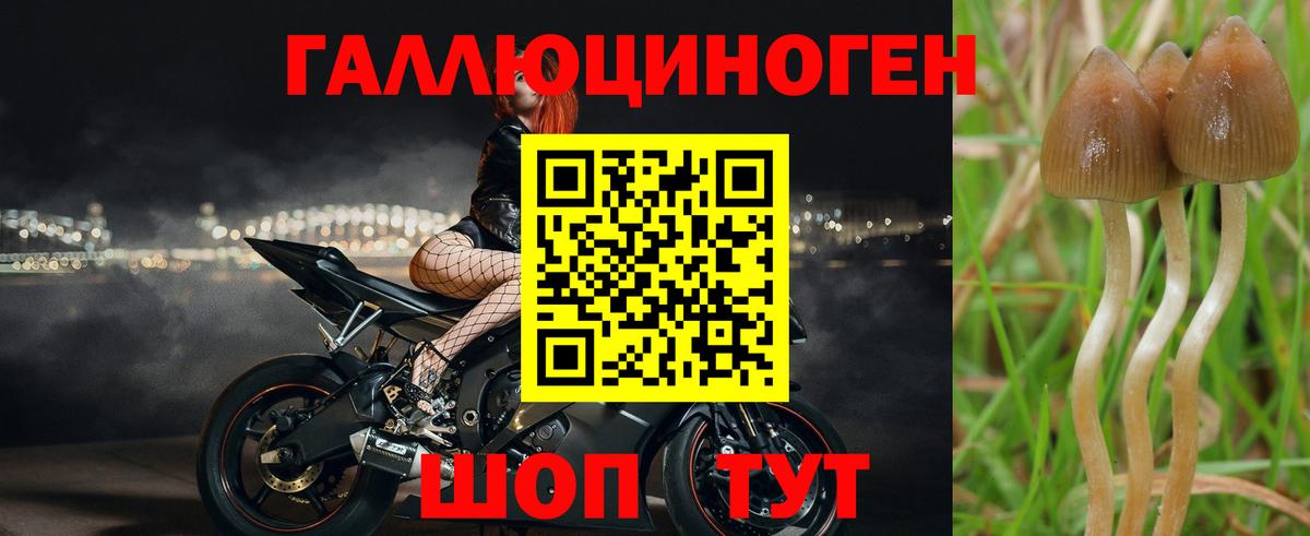 Галлюциногенные грибы прущие грибы  Вход с VPN  Заволжье 